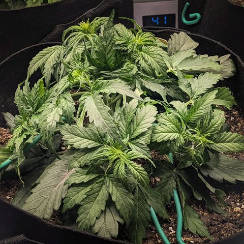 White Widow Auto growlog timeline photo