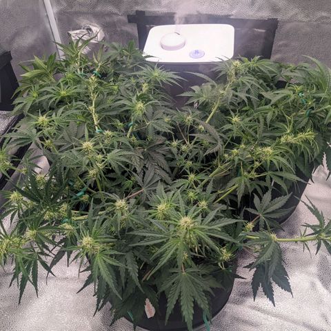 White Widow Auto growlog timeline photo
