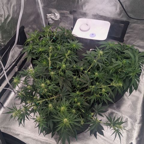 White Widow Auto growlog timeline photo