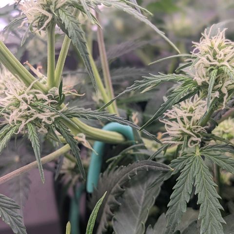 White Widow Auto growlog timeline photo