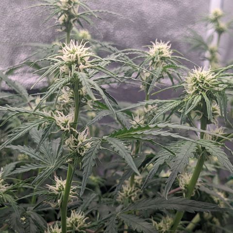 White Widow Auto growlog timeline photo