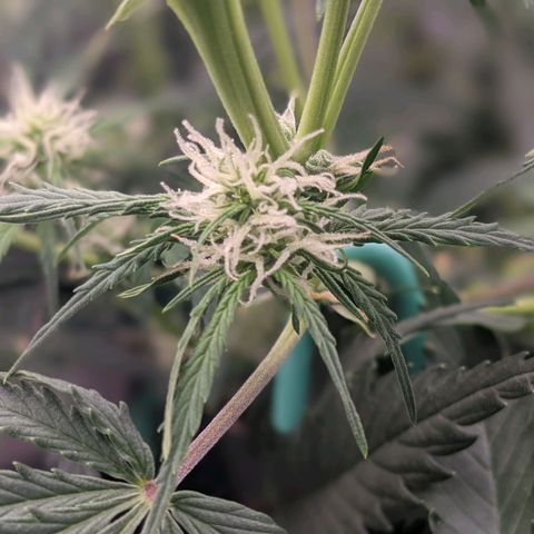 White Widow Auto growlog timeline photo