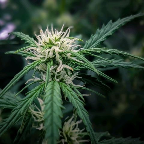 White Widow Auto growlog timeline photo