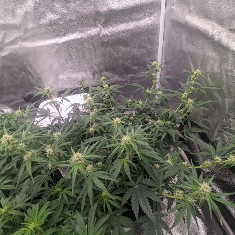 White Widow Auto growlog timeline photo