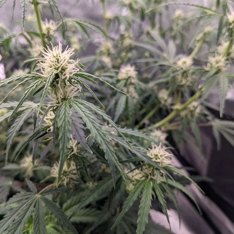 White Widow Auto growlog timeline photo
