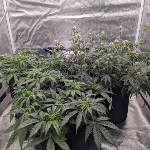 White Widow Auto growlog timeline photo