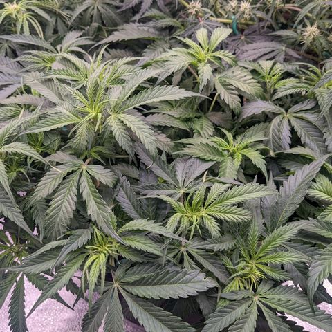 White Widow Auto growlog timeline photo