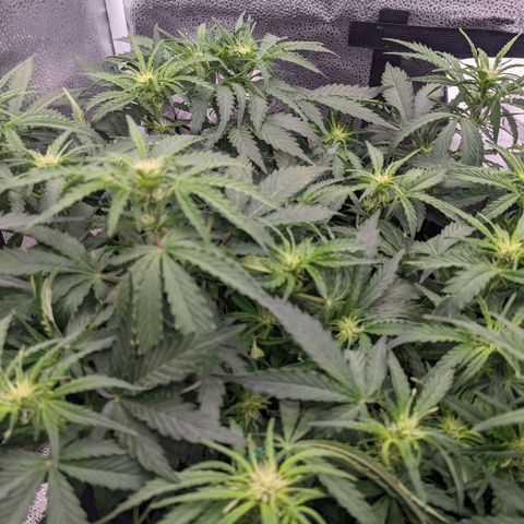 White Widow Auto growlog timeline photo