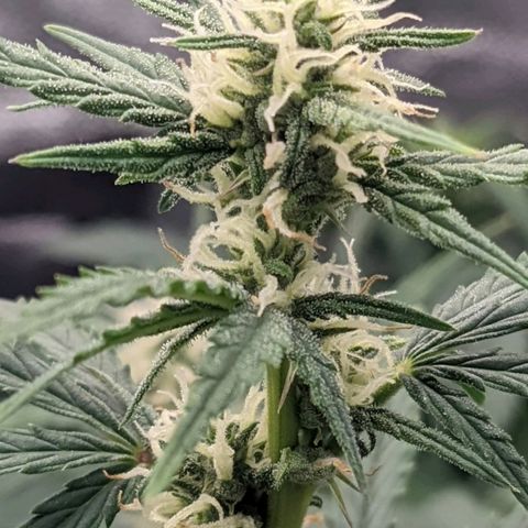 White Widow Auto growlog photo: Watering day
