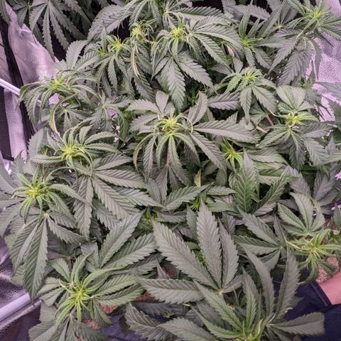 White Widow Auto growlog photo: Watering day