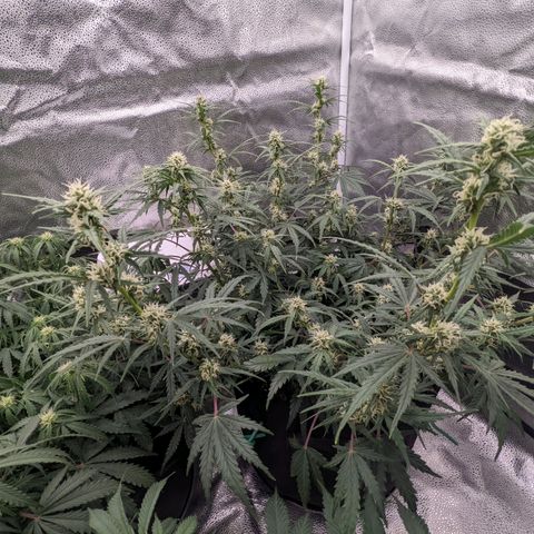 White Widow Auto growlog photo: Watering day