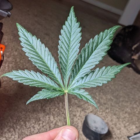 White Widow Auto growlog photo: Watering day