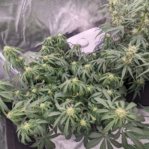 White Widow Auto growlog photo: Watering day