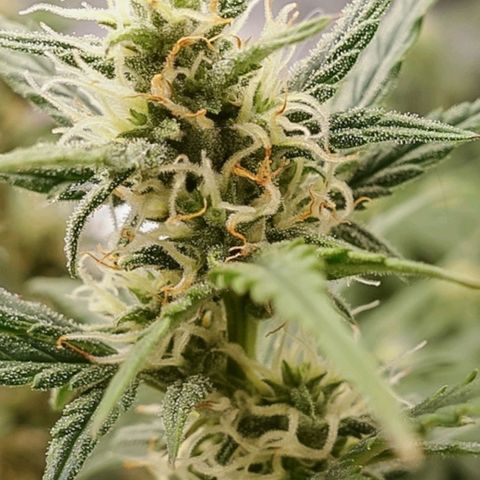 White Widow Auto growlog timeline photo