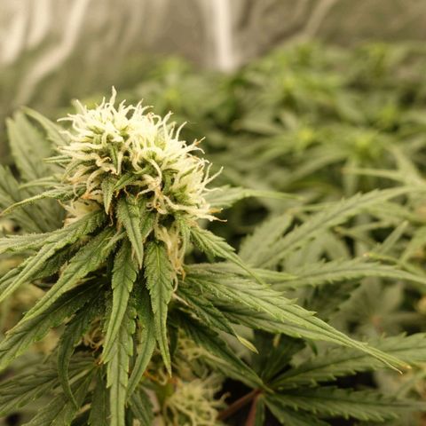 White Widow Auto growlog timeline photo