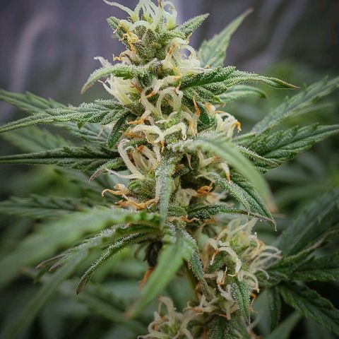White Widow Auto growlog timeline photo