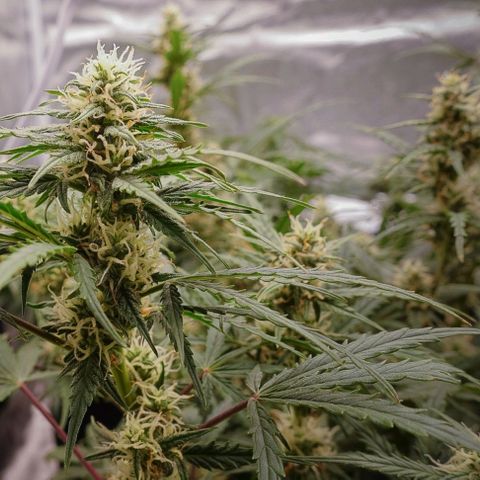 White Widow Auto growlog timeline photo