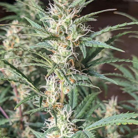 White Widow Auto growlog timeline photo