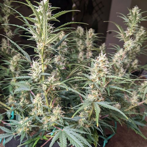 White Widow Auto growlog timeline photo