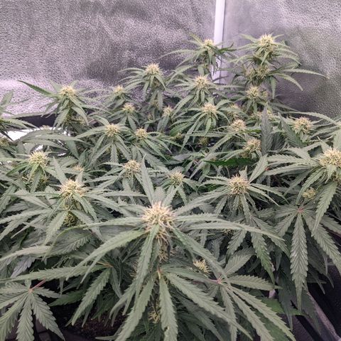 White Widow Auto growlog timeline photo