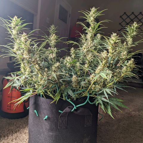 White Widow Auto growlog timeline photo