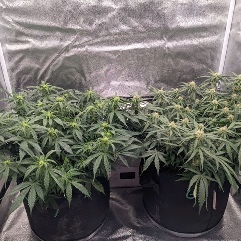White Widow Auto growlog timeline photo
