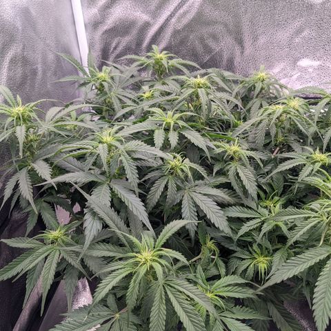 White Widow Auto growlog timeline photo