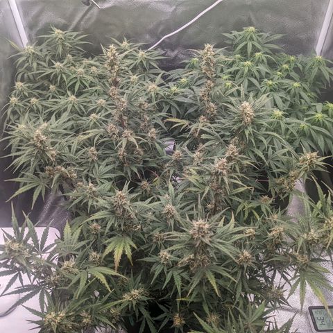 White Widow Auto growlog timeline photo