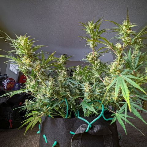 White Widow Auto growlog timeline photo