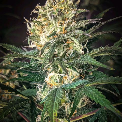 White Widow Auto growlog timeline photo