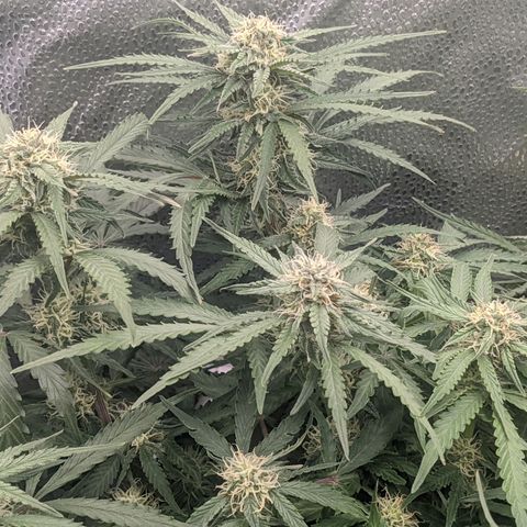 White Widow Auto growlog timeline photo