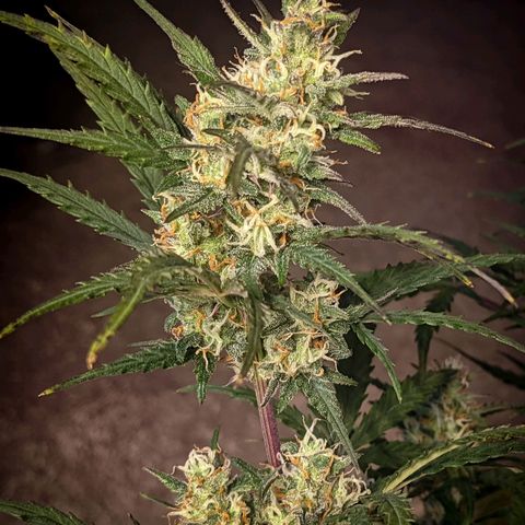 White Widow Auto growlog timeline photo