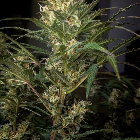 White Widow Auto growlog timeline photo