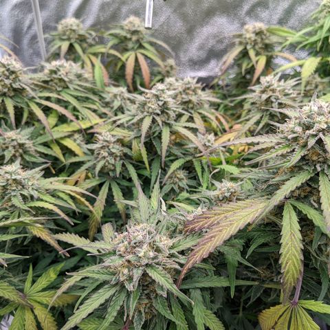 White Widow Auto growlog timeline photo