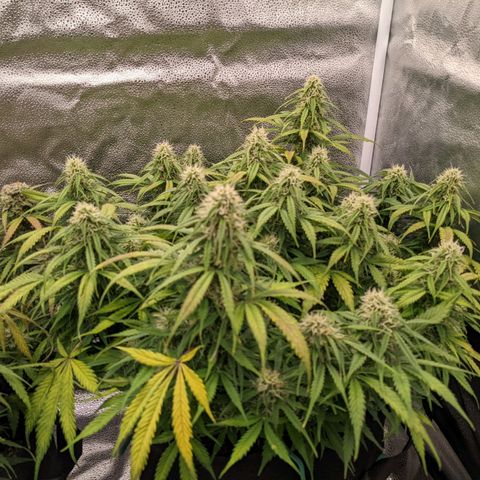 White Widow Auto growlog timeline photo