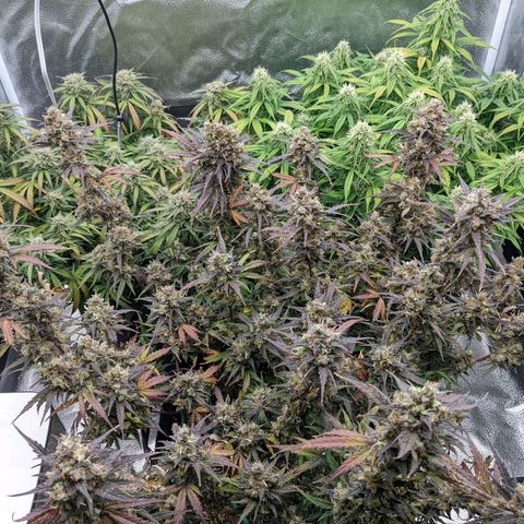 White Widow Auto growlog timeline photo