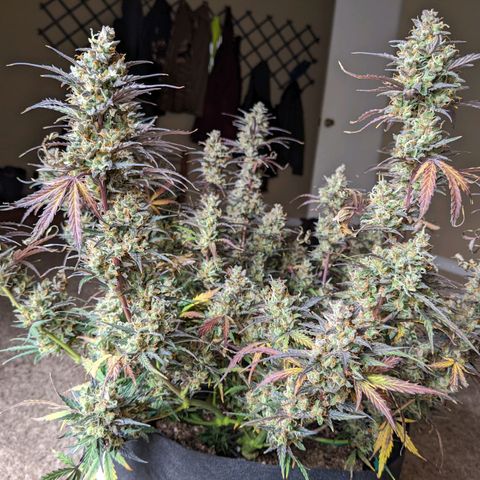 White Widow Auto growlog timeline photo