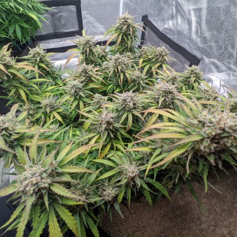 White Widow Auto growlog timeline photo