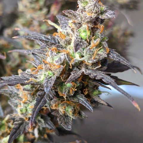 White Widow Auto growlog timeline photo