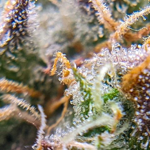 White Widow Auto growlog timeline photo
