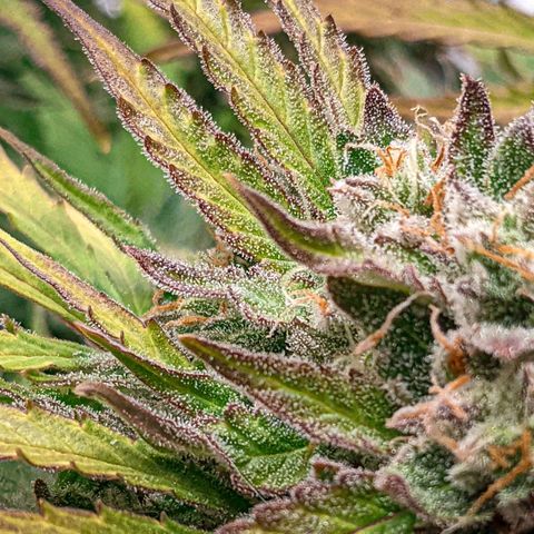White Widow Auto growlog timeline photo