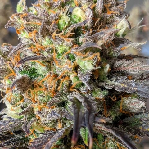 White Widow Auto growlog timeline photo
