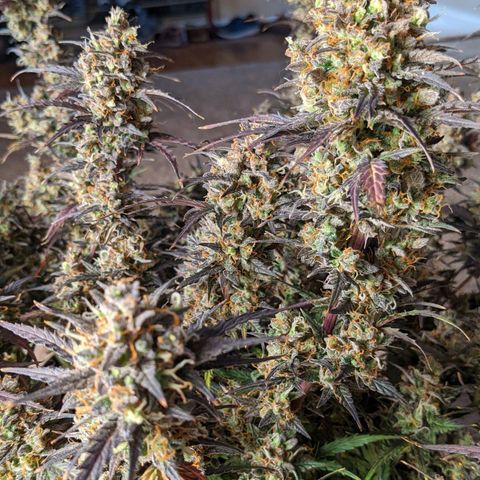 White Widow Auto growlog timeline photo