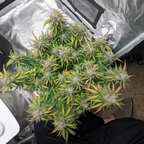 White Widow Auto growlog timeline photo