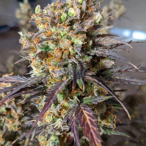 White Widow Auto growlog timeline photo