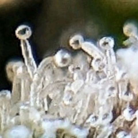 White Widow Auto growlog timeline photo