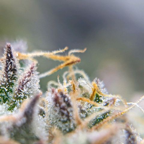 White Widow Auto growlog timeline photo