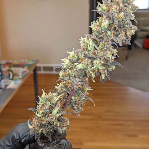 White Widow Auto growlog timeline photo