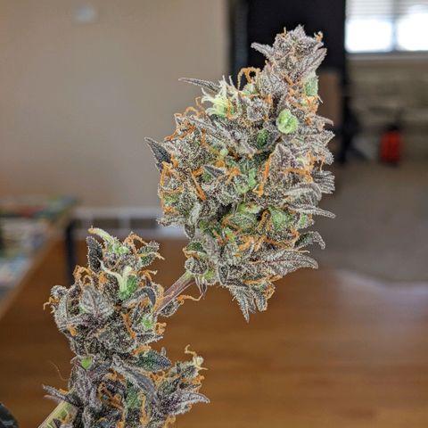 White Widow Auto growlog timeline photo
