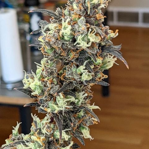 White Widow Auto growlog timeline photo